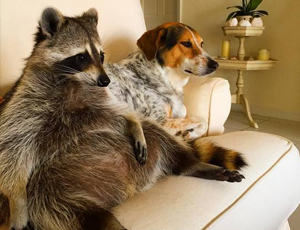 短信测压在线平台