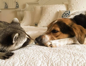 强劲且性能优异的艾皇手机号测压